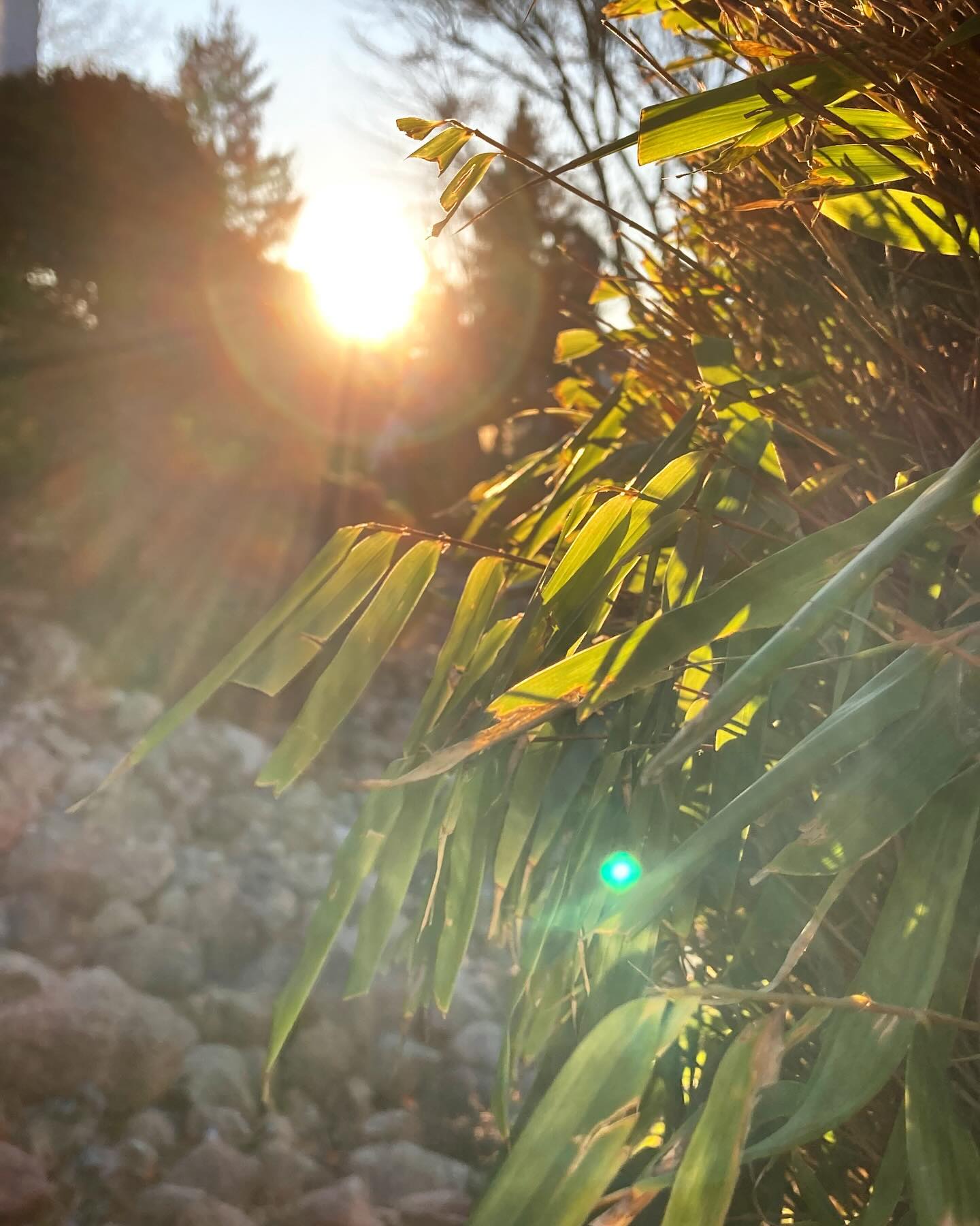 Sonne ☀️- wie hab ich Dich vermisst. #sonne #winter #gartenimwinter #freude