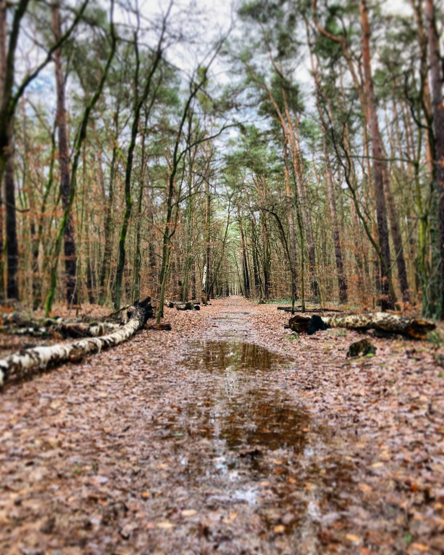 Frohe Weihnachten 🎄. Weihnachtsspaziergang bei lauen 11°C. #weihnachten #spaziergang #imwald