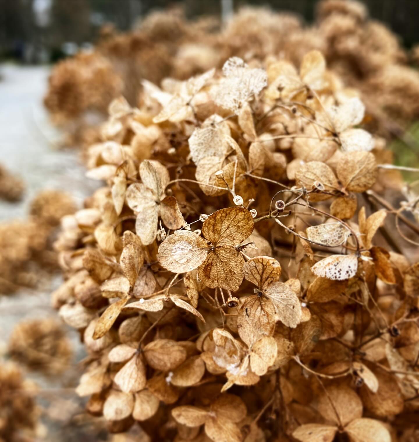 Vergänglichkeit in schön #winter #hortensien