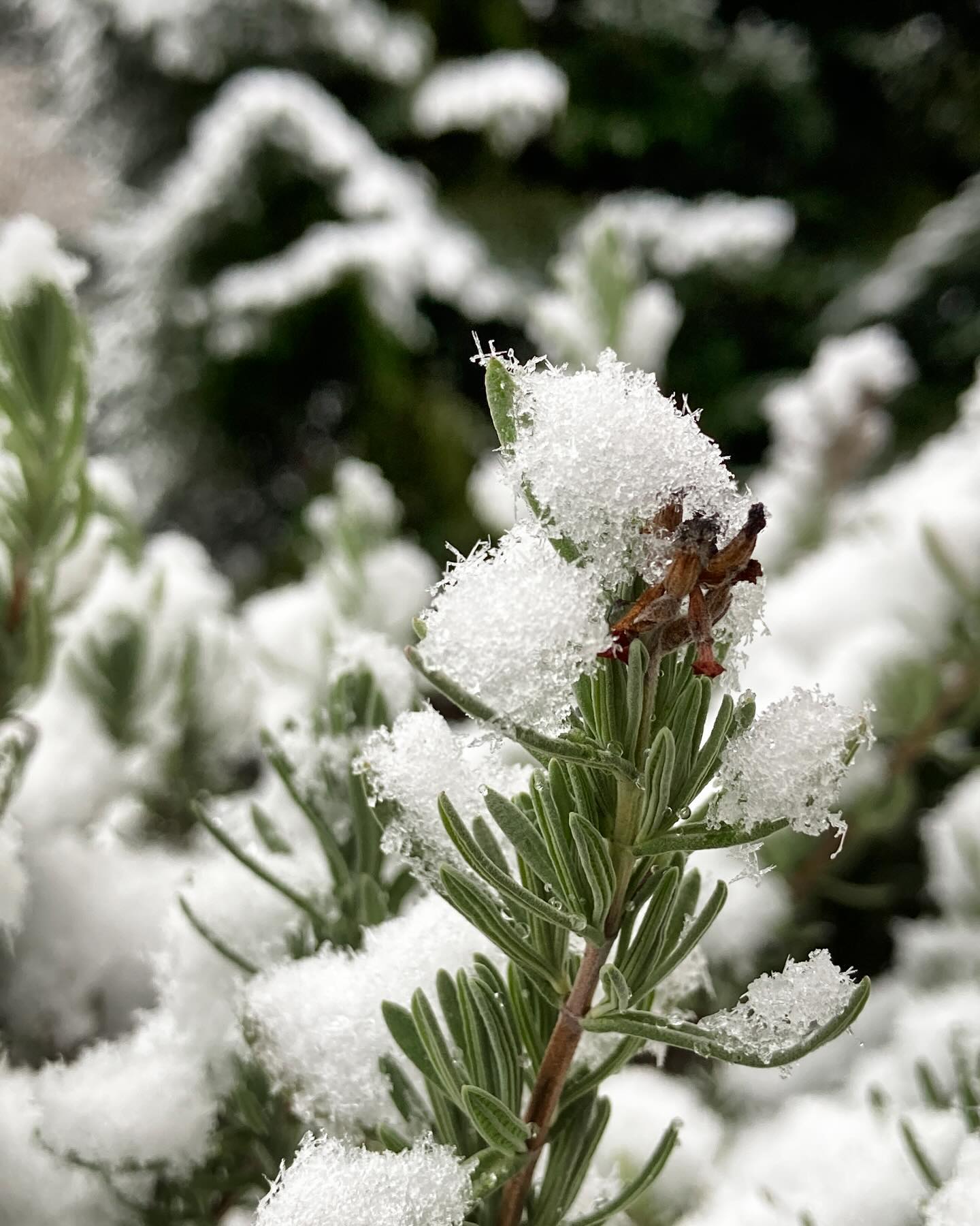 Winter ❄️ #winterimgarten #schnee #lavendelimschnee