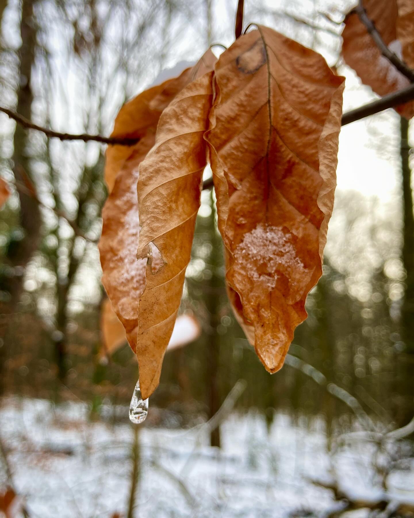 Winterschönheit #winter #vergänglichkeit #gefrorenertropfen