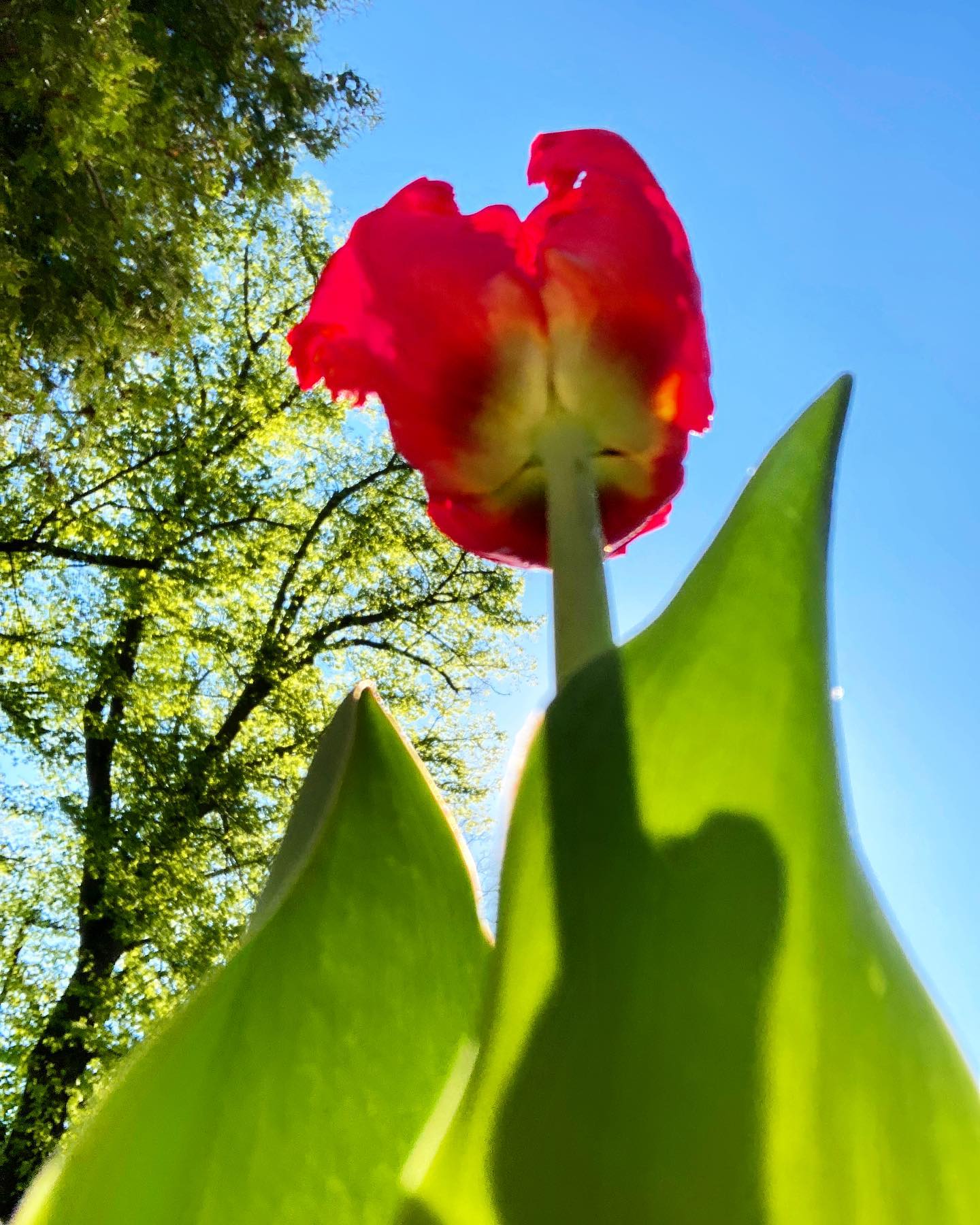 Tulpen-Baum. Wie Käfer Blumen sehen - ganz groß. #tulpe #perspektivenwechsel  #frühling