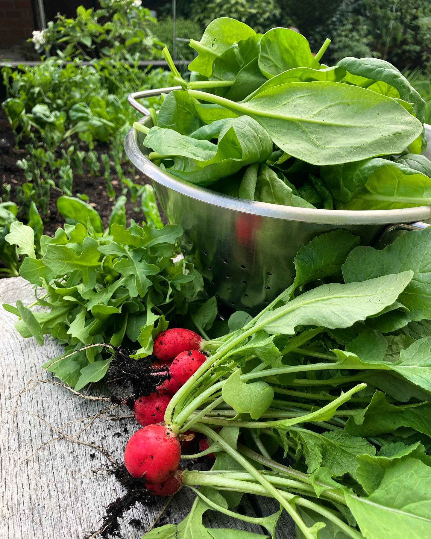 Abendbrot-Ernte: Rucola, Spinat, Radieschen und Salat aus dem eigenen Garten 😋. #gartenglück #eigeneernte #frühling #selbstangebautesgemüse
