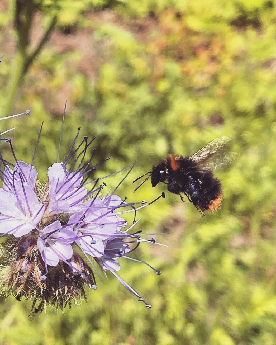 An die Bienen in unserem Garten: einen erfolgreichen und süßen Weltbienentag! #bienenfreundlich #gartenglück #weltbienentag